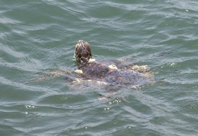 1. Green Turtle - Chelonia mydas mydas