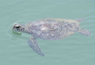 1. Green Turtle - Chelonia mydas mydas