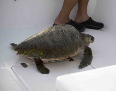 2. Olive Ridley Sea Turtle (Lepidochelys olivacea)