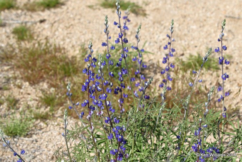 Arizona Lupine, Lupinus arizonicus, West of Phoenix, AZ, 3-19-19, Jpa_87888.jpg