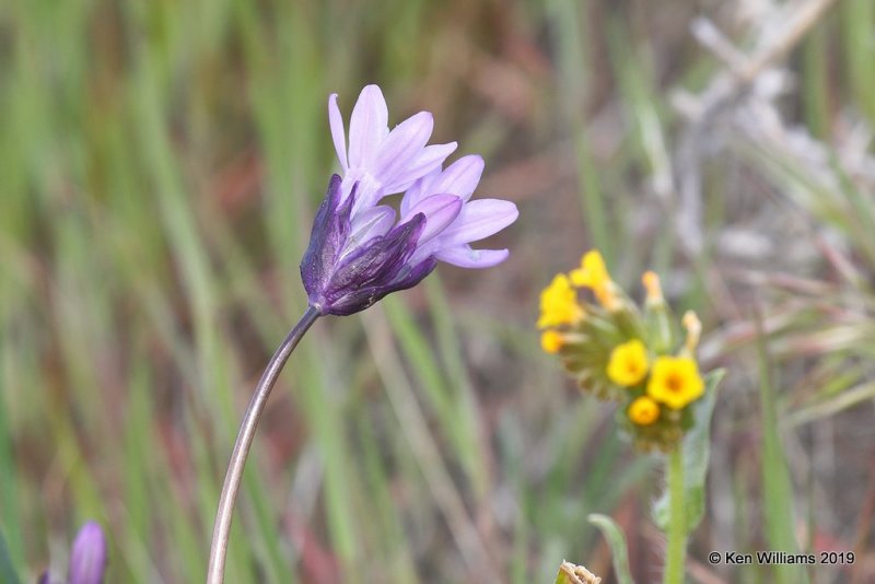 Blue Dicks, Dichelostemma capitatum, Antelope Valley Poppy Preserve, Lancaster, CA, 3-21-19, Jpa_88138.jpg