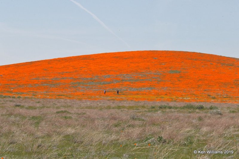California Poppies, Antelope Valley Poppy Preserve, Lancaster, CA, 3-25-19, Jpa_92507.jpg