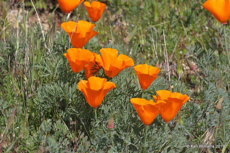 California Poppies, Antelope Valley Poppy Preserve, Lancaster, CA, 3-25-19, Jpa_92520.jpg