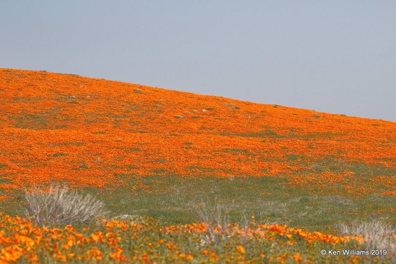 California Poppies, Antelope Valley Poppy Preserve, Lancaster, CA, 3-25-19, Jpa_92532.jpg