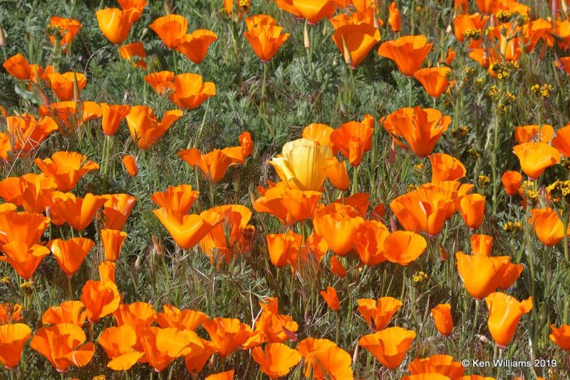 California Poppies, Antelope Valley Poppy Preserve, Lancaster, CA, 3-25-19, Jpa_92535.jpg