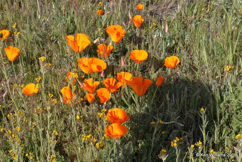 California Poppies, Antelope Valley Poppy Preserve, Lancaster, CA, 3-25-19, Jpa_92545.jpg