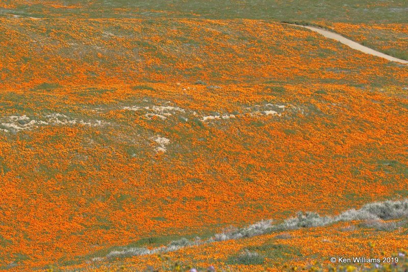 California Poppies, Antelope Valley Poppy Preserve, Lancaster, CA, 3-25-19, Jpa_92589.jpg