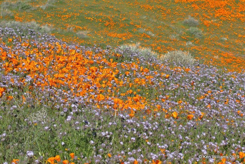 California Poppies, Antelope Valley Poppy Preserve, Lancaster, CA, 3-25-19, Jpa_92593.jpg