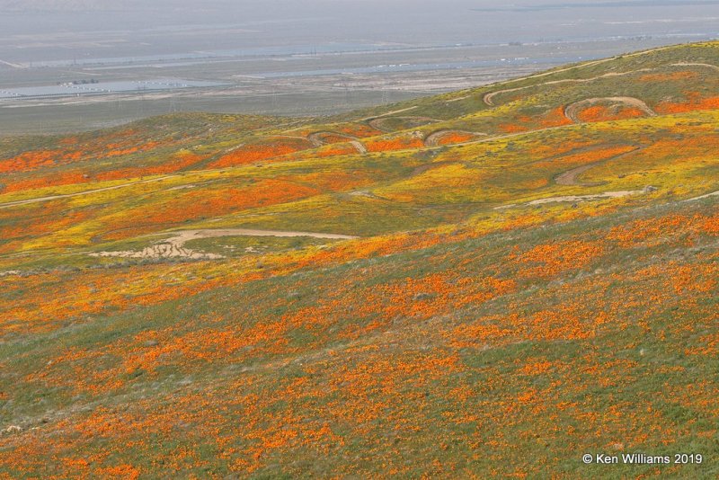California Poppies, Antelope Valley Poppy Preserve, Lancaster, CA, 3-25-19, Jpa_92602.jpg