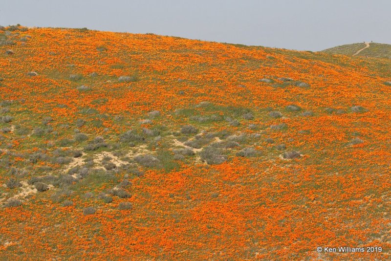 California Poppies, Antelope Valley Poppy Preserve, Lancaster, CA, 3-25-19, Jpa_92606.jpg