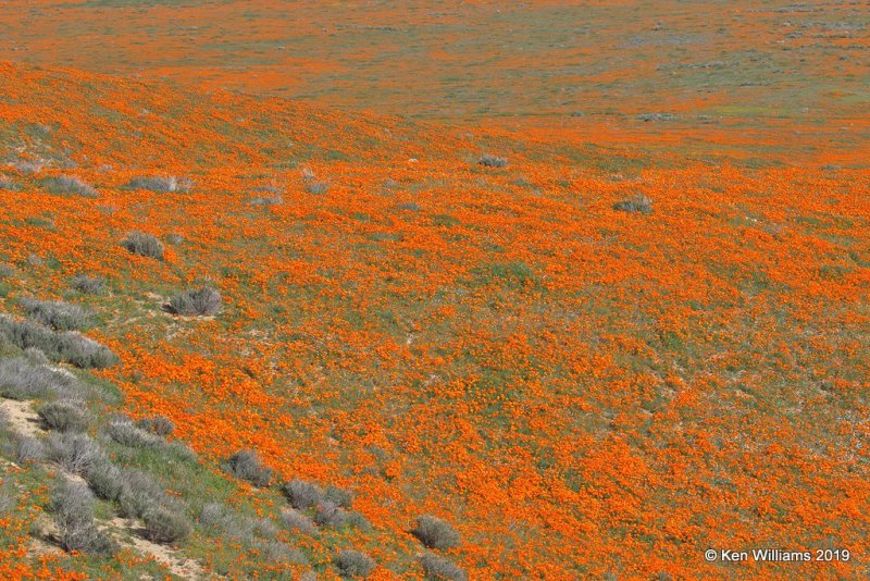 California Poppies, Antelope Valley Poppy Preserve, Lancaster, CA, 3-25-19, Jpa_92607.jpg