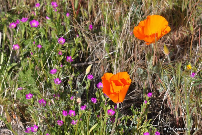California Poppy, Eschscholzia californica, Antelope Valley Poppy Preserve, Lancaster, CA, 3-25-19, Jpa_92611.jpg