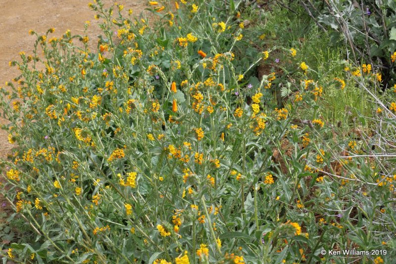 Common Fiddleneck, Amsinckia menziesii, Walker Canyon, Lake Elsinore, CA, 3-21-19, Jpa_88069.jpg