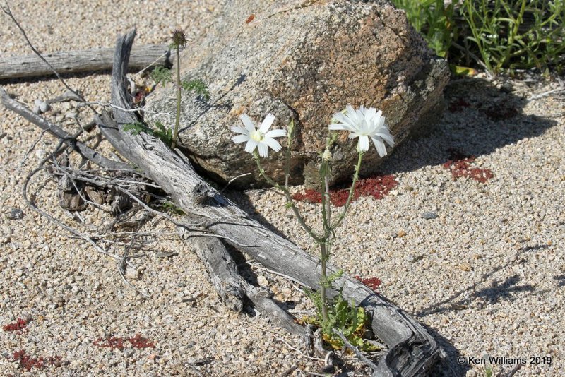 Desert Chicory, Rafinesquia neomexicana, Joshua Tree NP, CA, 3-19-19, Jpa_87926.jpg