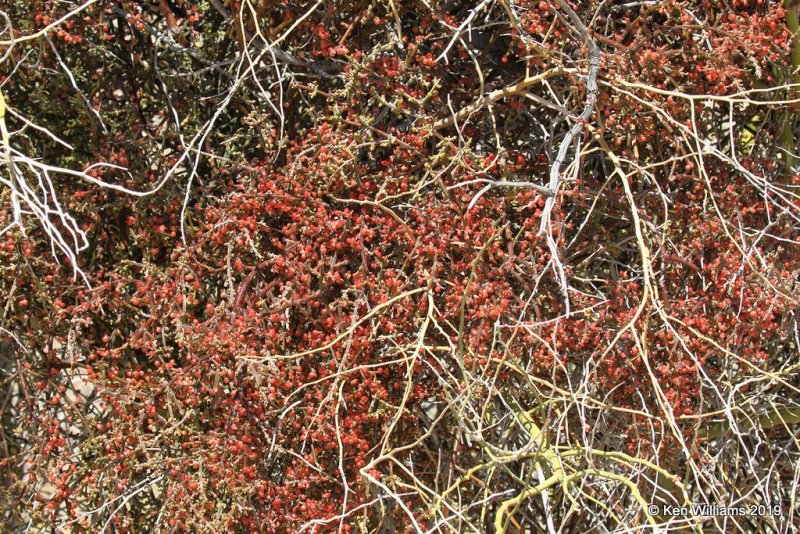 Desert Mistletoe, Phoradendron californicum, Joshua Tree NP, CA, 3-19-19, Jpa_87925.jpg