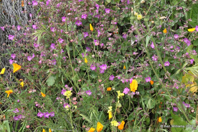 Desert wishbone bush, Mirabilis laevis, Walker Canyon, Lake Elsinore, CA, 3-21-19, Jpa_88065.jpg