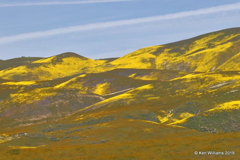 Flowers, near Paso Robles, CA, 03_25_2019, Jpa_92463.jpg