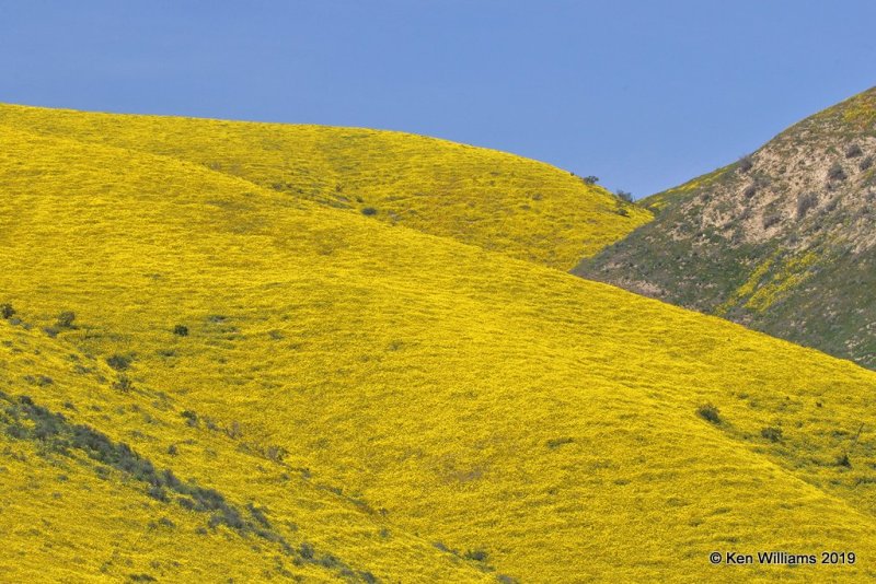 Flowers, near Paso Robles, CA, 03_25_2019, Jpa_92491.jpg