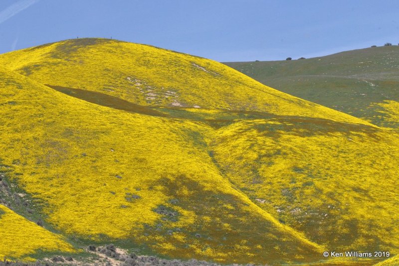 Flowers, near Paso Robles, CA, 03_25_2019, Jpa_92501.jpg