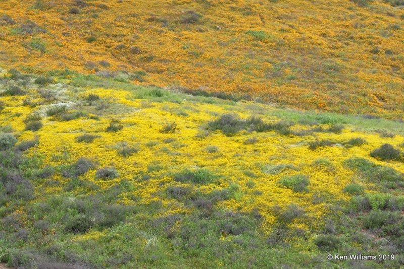 Flowers, Walker Canyon, Lake Elsinore, CA, 3-21-19, Jpa_88036.jpg