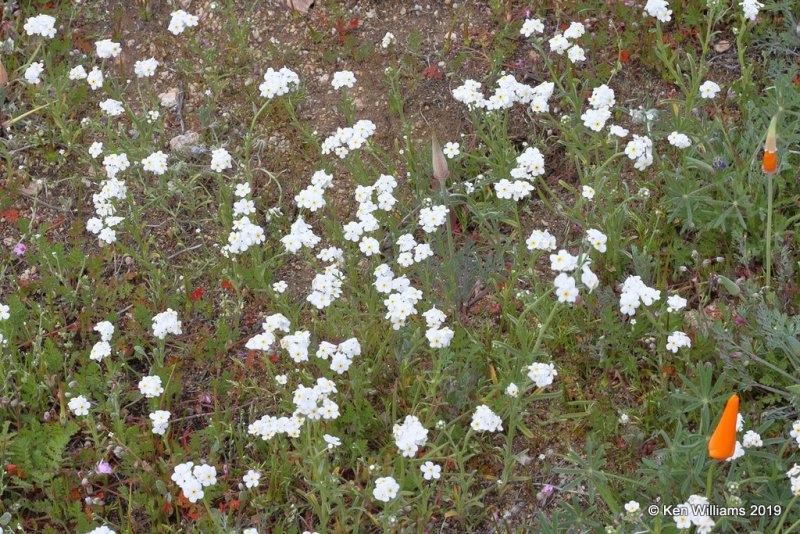 Popcorn Flowers, Antelope Valley Poppy Preserve, Lancaster, CA, 3-21-19, Jpa_88209.jpg