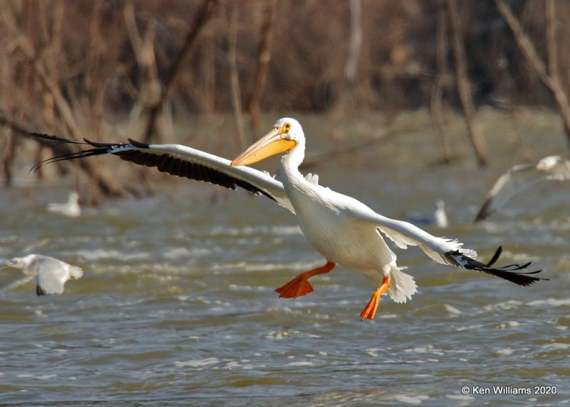 American White Pelican, Grand Lake spillway, OK, 1-27-20, Jpa_45542.jpg