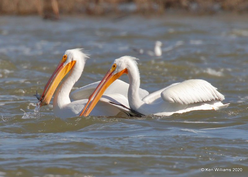 American White Pelican, Grand Lake spillway, OK, 1-27-20, Jpa_45555.jpg