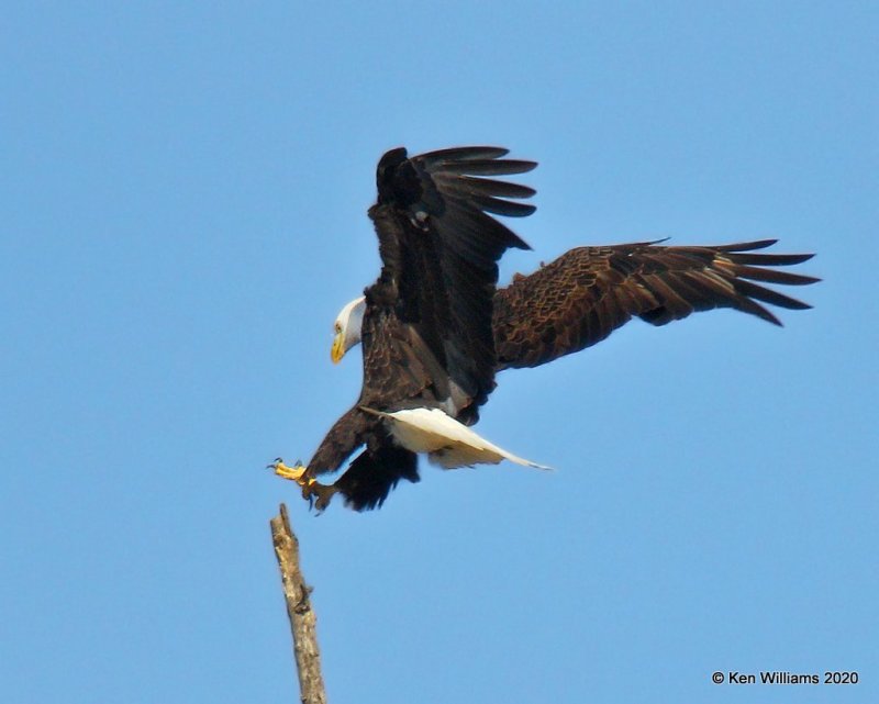 Bald Eagle adult, below Grand Lake, OK, 1-27-20, Jpa_45674.jpg