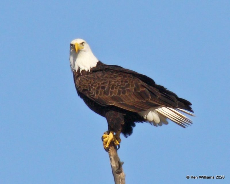 Bald Eagle adult, below Grand Lake, OK, 1-27-20, Jpa_45686.jpg