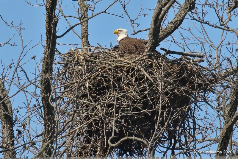 Bald Eagle on Nest, Wagoner Co, OK, 3-6-20, Jpa_48571.jpg
