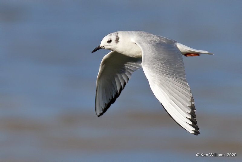 Boneparte's Gull, Cherokee Co, OK, 3-6-20, Jpta_47985.jpg