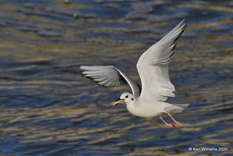 Boneparte's Gull, Cherokee Co, OK, 3-6-20, Jpta_48023.jpg