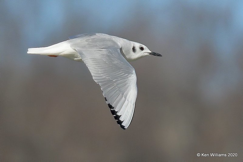 Boneparte's Gull, Cherokee Co, OK, 3-6-20, Jpta_48155.jpg