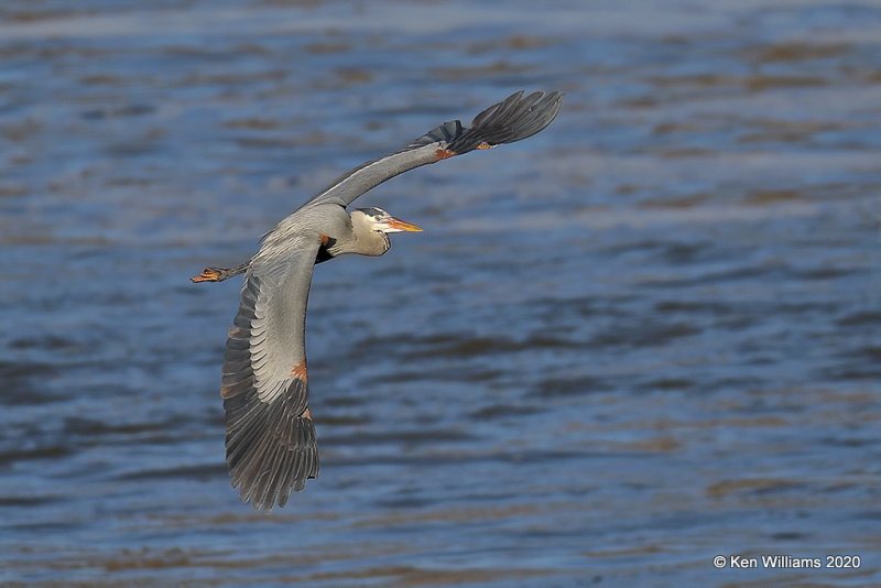 Great Blue Heron, Cherokee Co, OK, 3-6-20, Jpa_47921.jpg