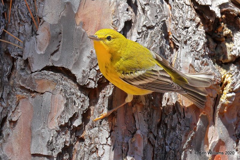 Pine Warbler, Sequoyah SP, Cherokee Co, OK, 3-6-20, Jpt_48431.jpg