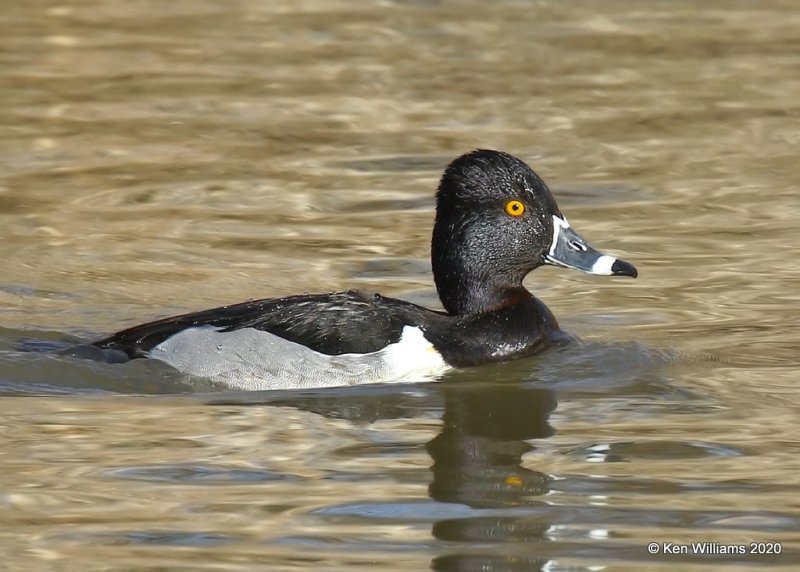 Ring-necked Duck male, Lake Hefner, Oklahoma Co, OK, 3-5-20, Jpa_47382.jpg