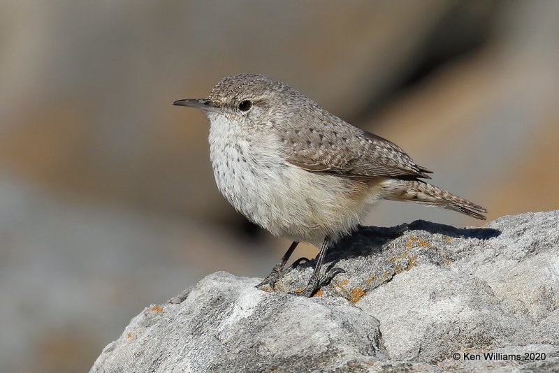 Rock Wren, Cherokee Co, OK, 3-6-20, Jpa_48279.jpg