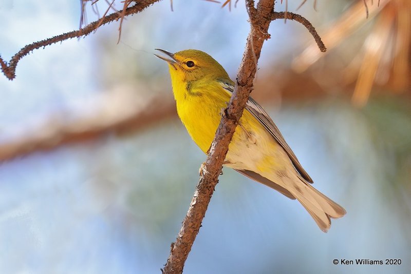 Pine Warbler, Sequoyah SP, Cherokee Co, OK, 3-6-20,Jpa_48443.jpg