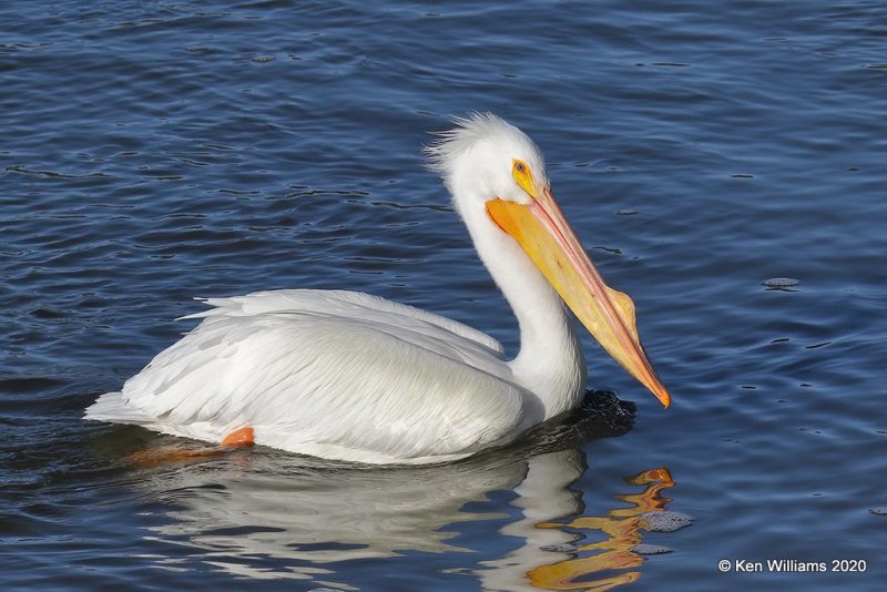 American White Pelican, Ft Gibson Dam, Cherokee Co, OK, 3-6-20, Jpa_47891.jpg