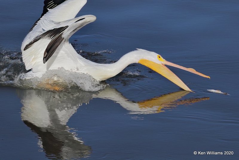 American White Pelican, Ft Gibson Dam, Cherokee Co, OK, 3-6-20, Jpa_47893.jpg