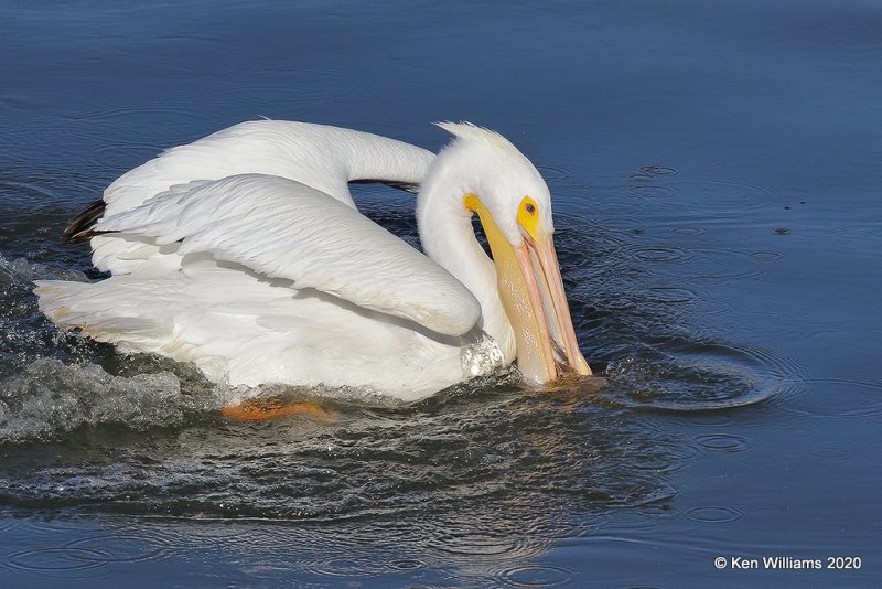 American White Pelican, Ft Gibson Dam, Cherokee Co, OK, 3-6-20, Jpa_47894.jpg