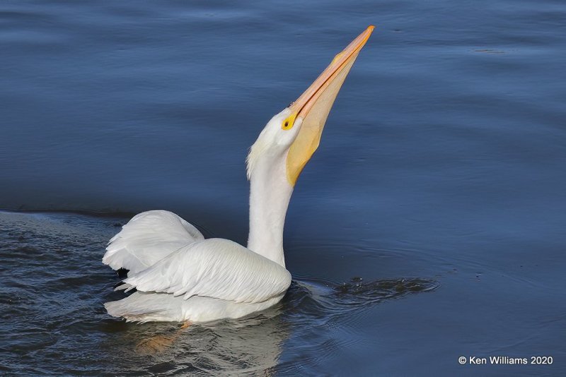 American White Pelican, Ft Gibson Dam, Cherokee Co, OK, 3-6-20, Jpa_47897.jpg