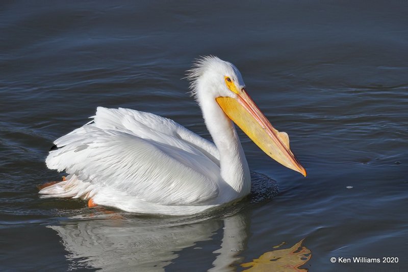 American White Pelican, Ft Gibson Dam, Cherokee Co, OK, 3-6-20, Jpa_47967.jpg