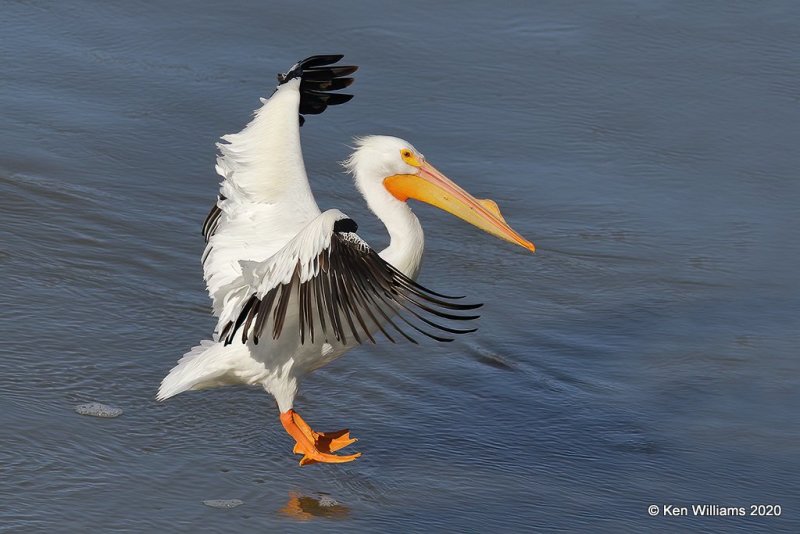 American White Pelican, Ft Gibson Dam, Cherokee Co, OK, 3-6-20, Jpa_48075.jpg