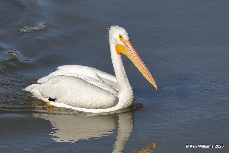 American White Pelican, Ft Gibson Dam, Cherokee Co, OK, 3-6-20, Jpa_48085.jpg