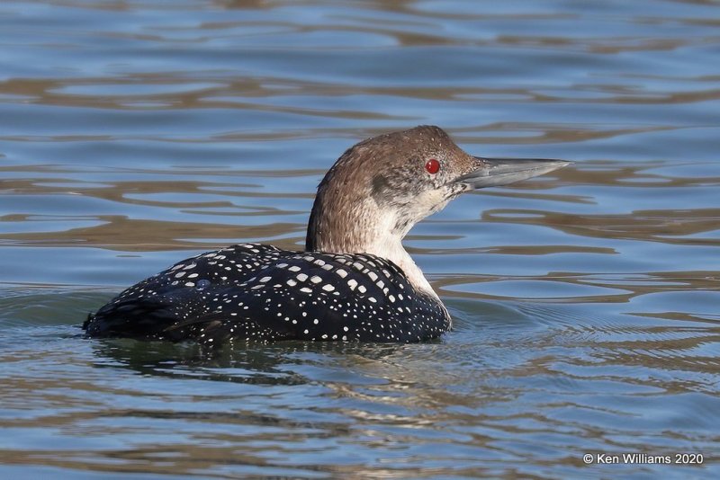 Common Loon non breeding, Tenkiller Lake, Sequoyah County, OK, 2-28-20, Jppa_0799.jpg