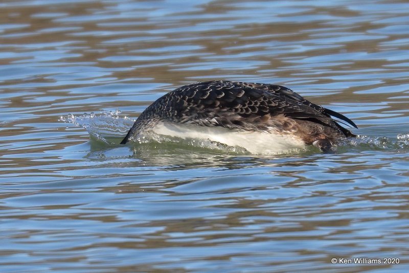 Common Loon non breeding, Tenkiller Lake, Sequoyah County, OK, 2-28-20, Jppa_0810.jpg