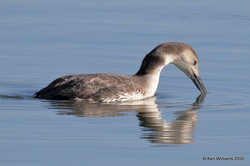 Common Loon non breeding, Tenkiller Lake, Sequoyah County, OK, 2-28-20, Jppa_0814.jpg