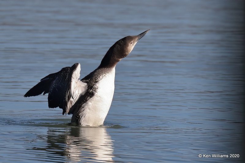 Common Loon non breeding, Tenkiller Lake, Sequoyah County, OK, 2-28-20, Jppa_0824.jpg