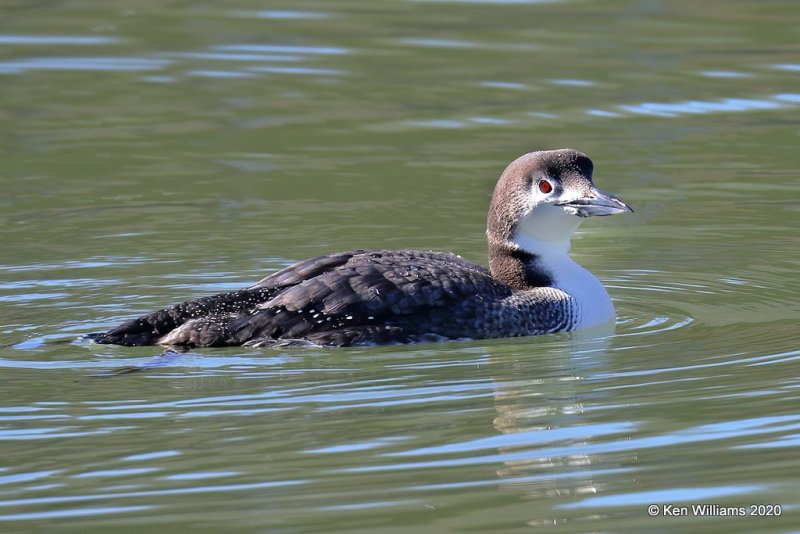 Common Loon non breeding, Tenkiller Lake, Sequoyah County, OK, 2-28-20, Jppa_0885.jpg